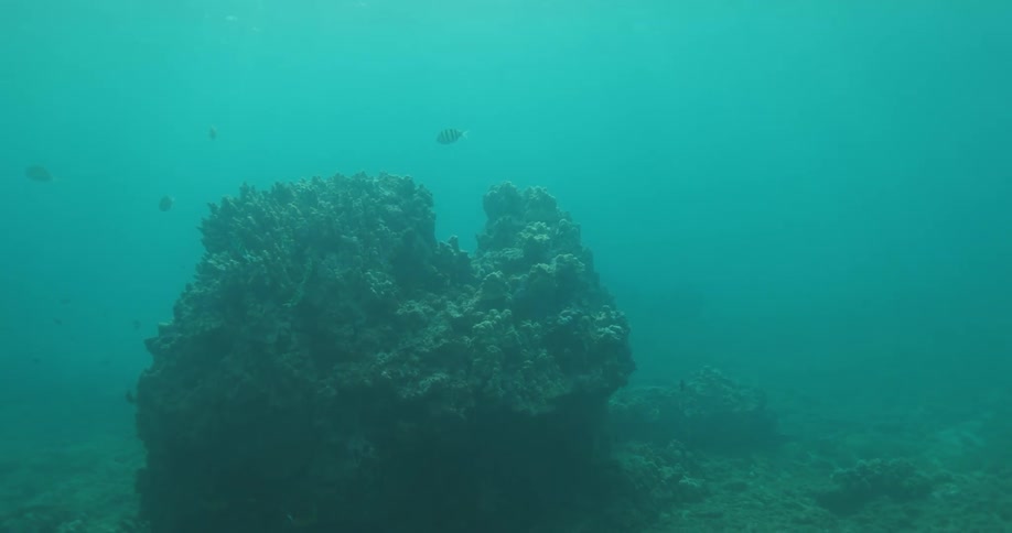 Fish are swimming near coral and underwater vegetation on the seabed