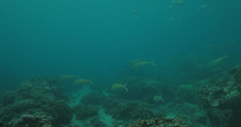 School of yellow fish swimming over a coral reef