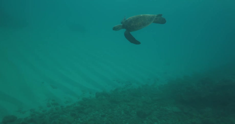 A turtle swiming in the botton of the ocean