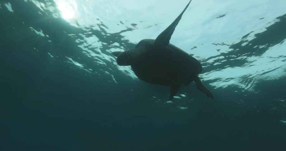 A turtle floating in the ocean during the day
