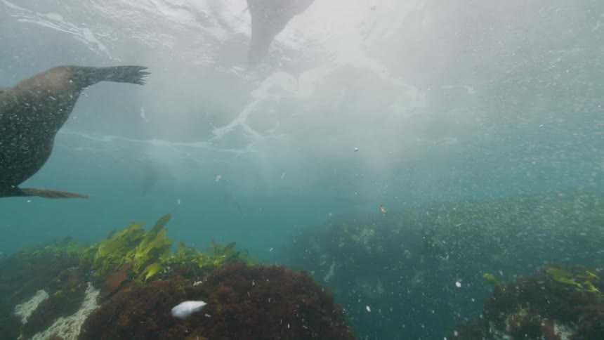 Several seals swimming near corals with water while waves break on the surface