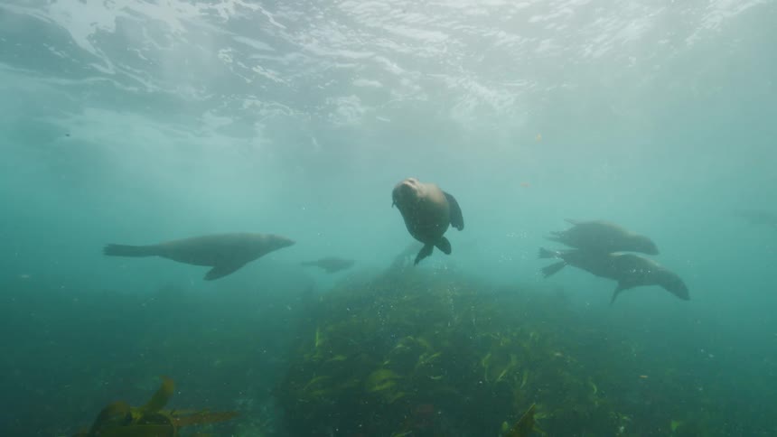 The seals are swimming together underwater