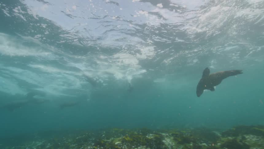 A group of sea lions swim just beneath the surface of the ocean during the day