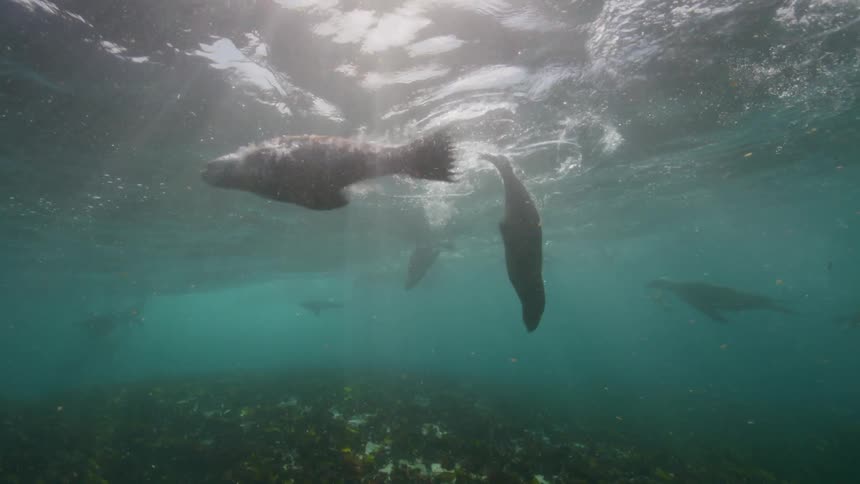 Seals race underwater together