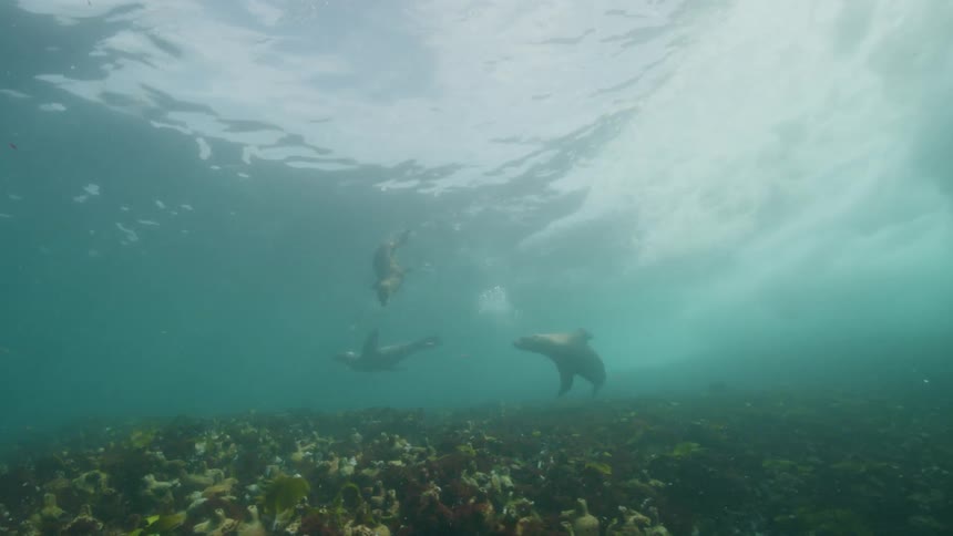 Sea lions swimming in ocean
