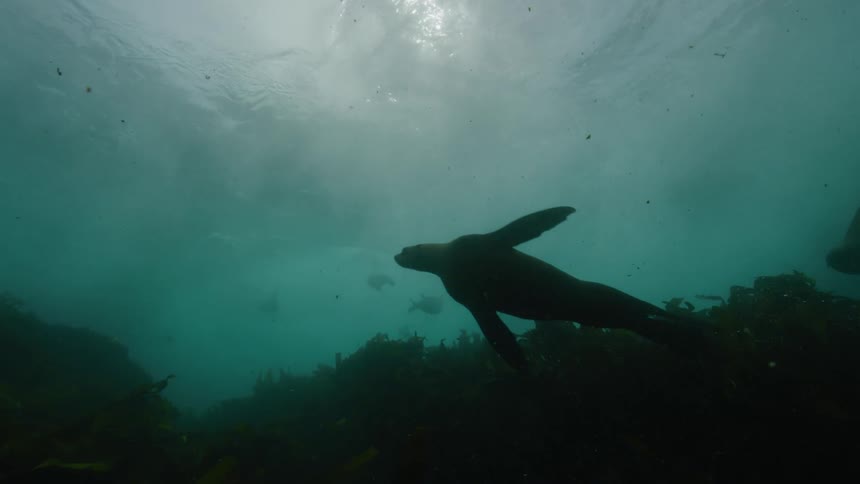 Sea lions swimming under water