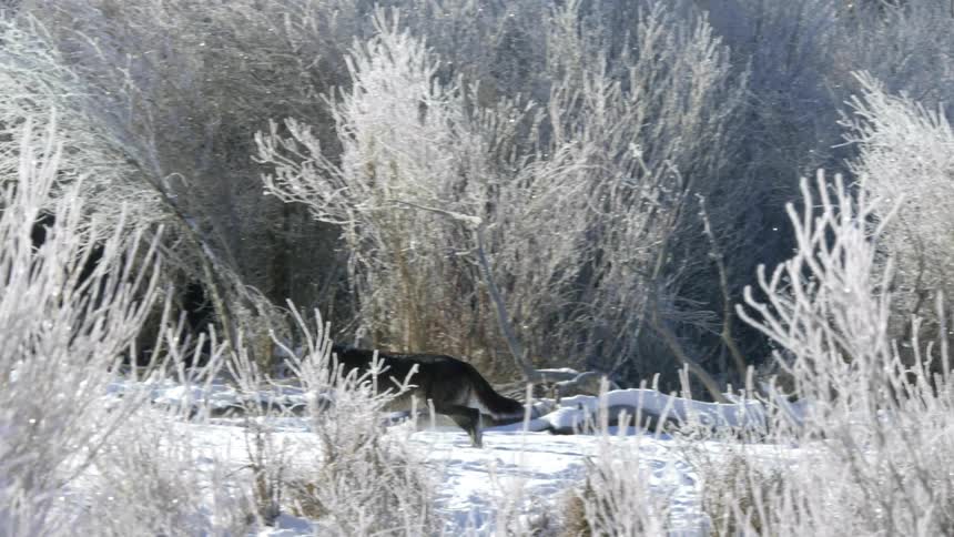 A wolf walking on snowcovered ground among snowcovered trees