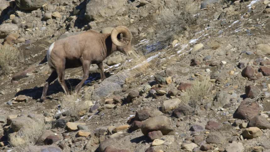 A ram stops to graze on the hill