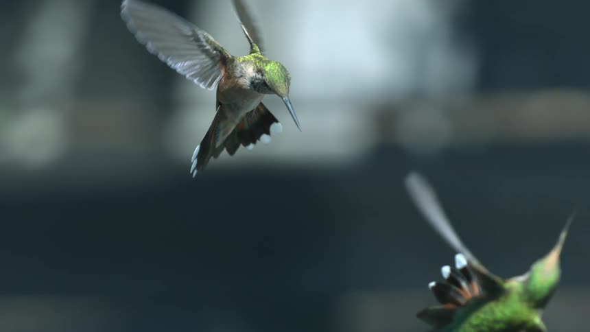Two birds fly side by side