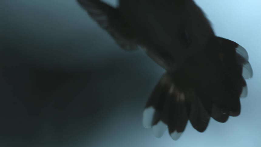 A bird with black feathers takes flight