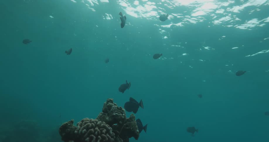 Fish swimming near corals at the bottom of the ocean