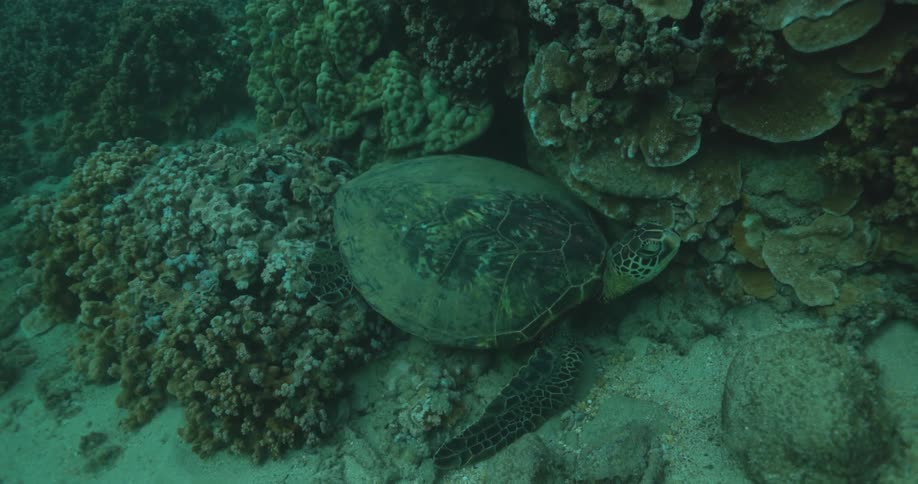 Sea turtle reef and seaweed located at seabed