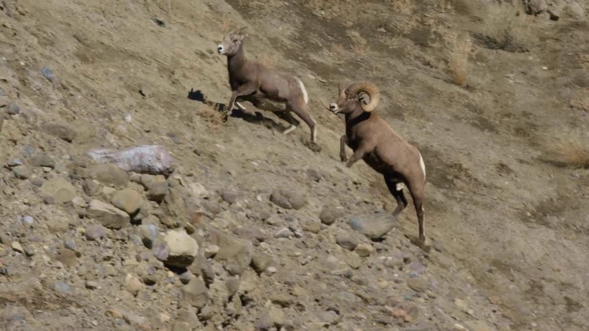 A couple of male bighorn sheep competing for a female