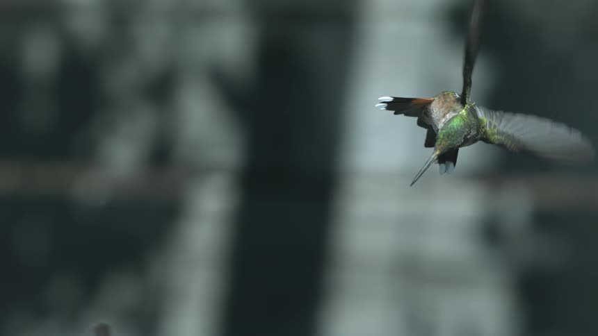 Two hummingbirds flying and flapping their wings in slow motion