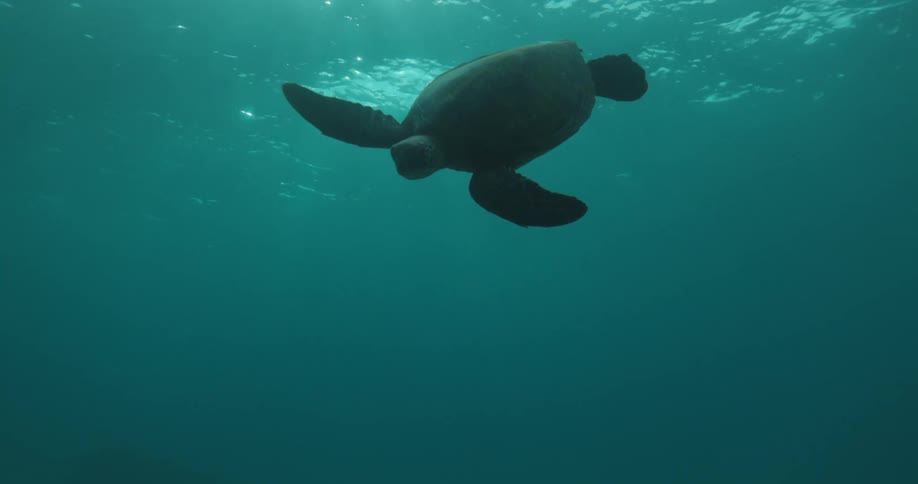 A turtle swimming to the bottom of the ocean