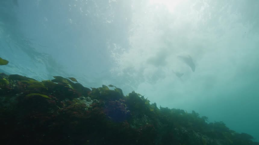 View of seals swimming in the sea with a wave passing by
