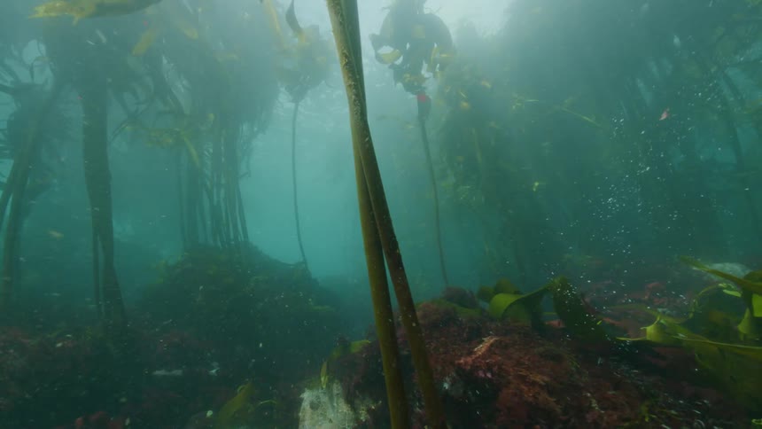 View from inside the sea of seals swimming through the kelp