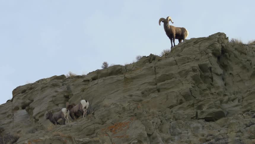 Bighorn sheep on a cliffside during the day