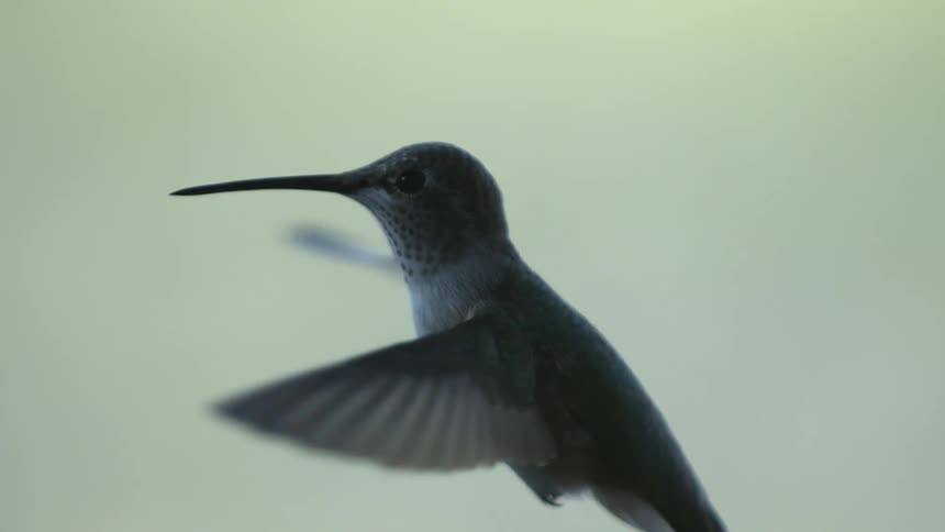 Hummingbird flying in the sky