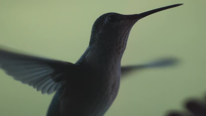 Hummingbird hovers in the air