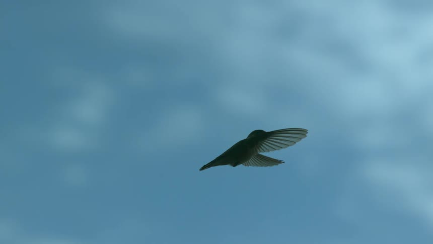 Hummingbird flying through the air contrasts with the cloudy sky