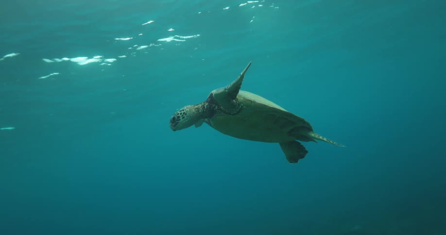 The turtle is swimming underwater