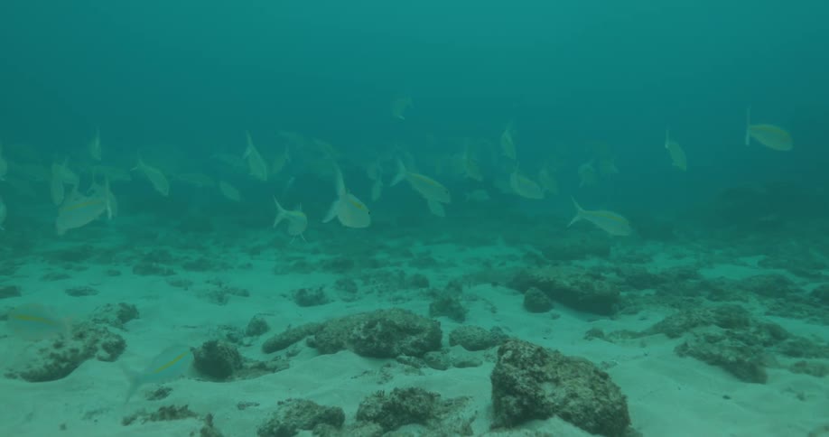 A school of fish swim by