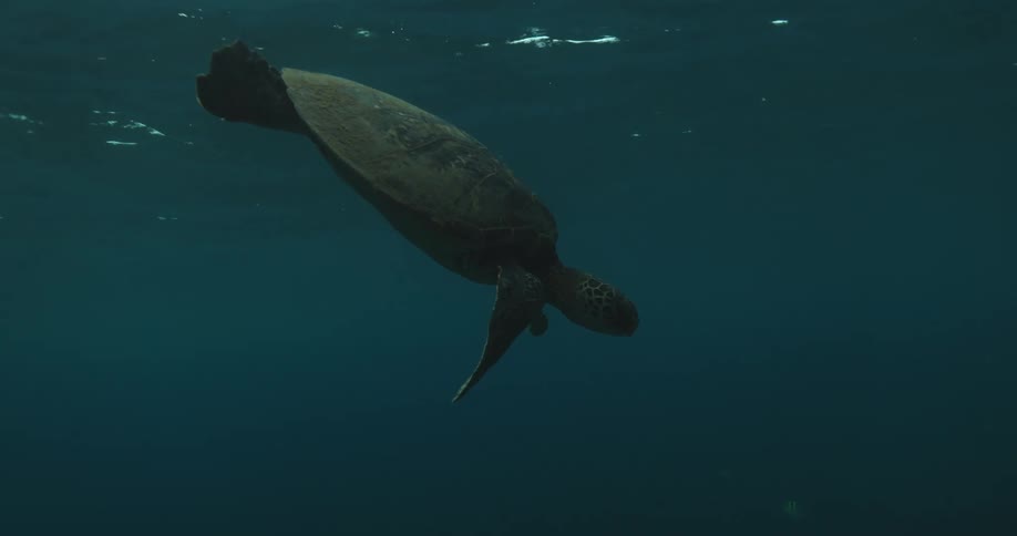A turtle swimming in an empty and deep sea