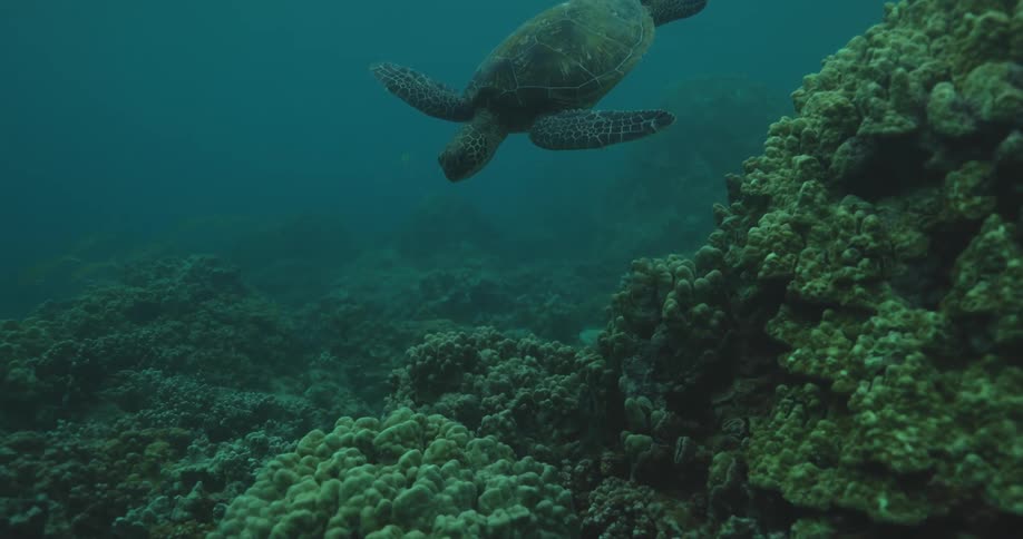 Sea turtle swims over the reefs in the ocean