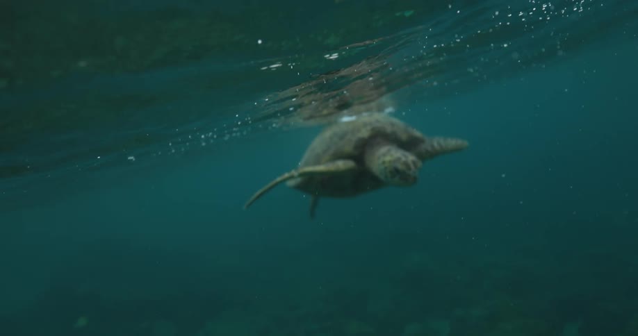 A turtle is almost at the surface of the water and is looking at the bottom of the sea