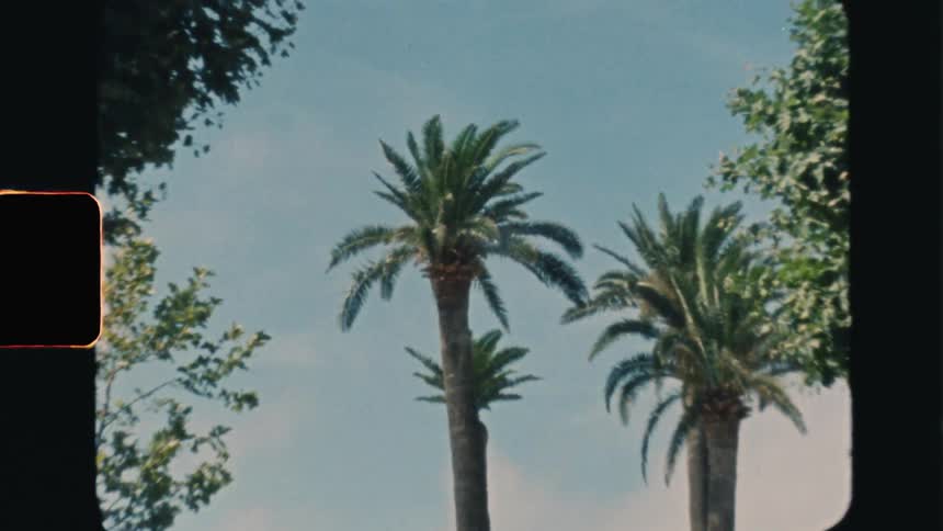 Super 8 film of tall palm trees swaying in the wind