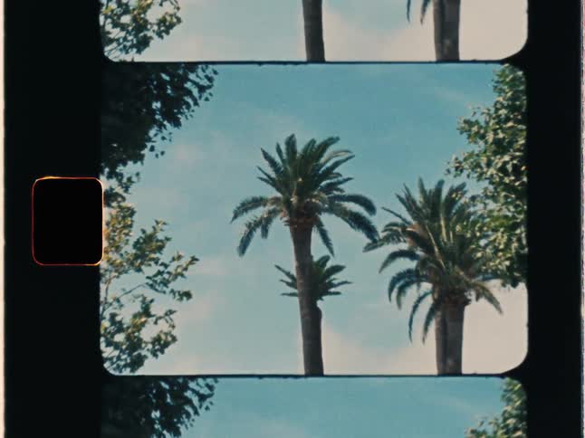 A Super 8 film overscan of tall palm trees swaying in the wind