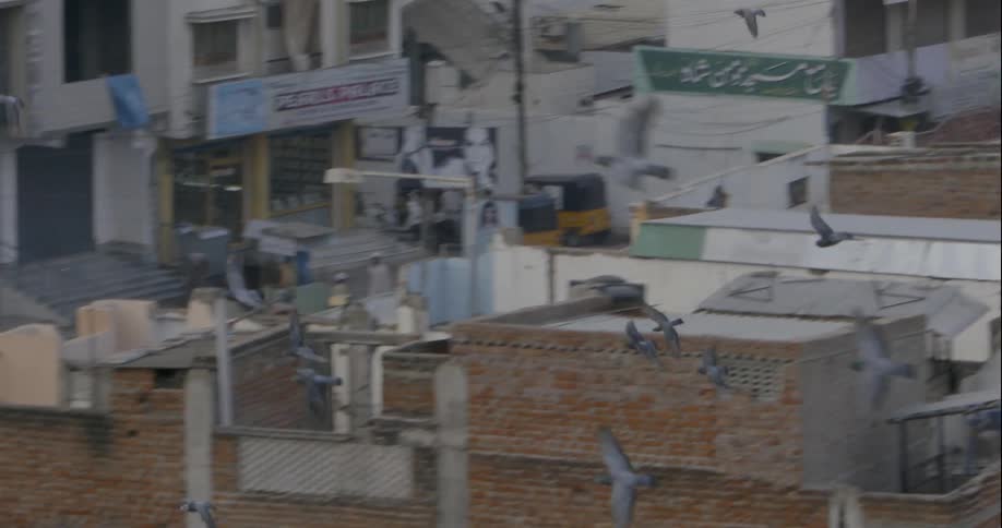 Birds fly over the town below