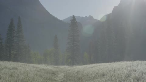 The field is hilly with tall trees ahead