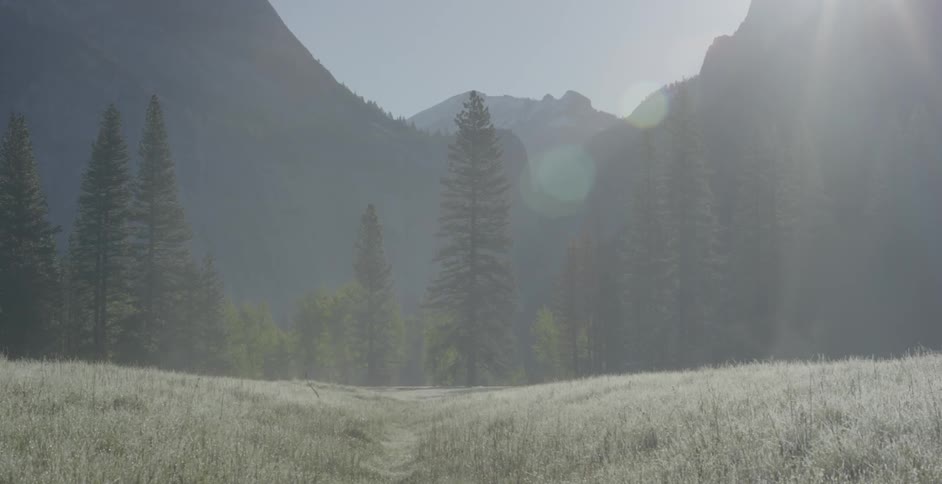 The field is hilly with tall trees ahead