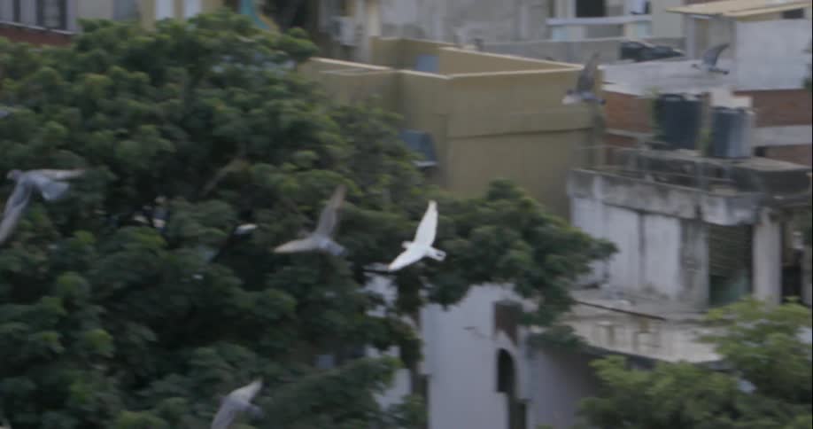 Pigeons fly over the roofs of buildings together