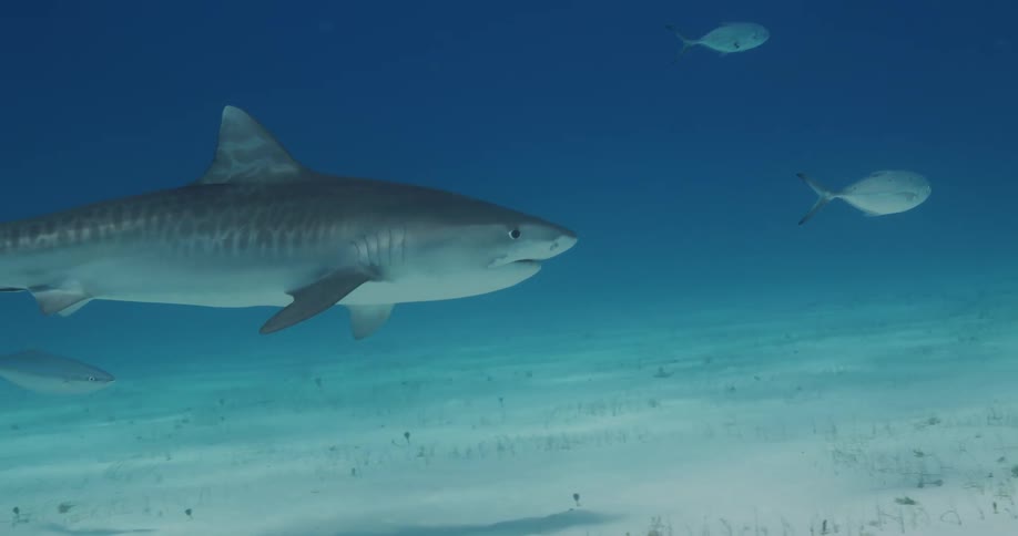 A shark swimming among the fish in the open sea