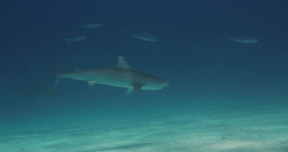 A shark swimming under a school of fish