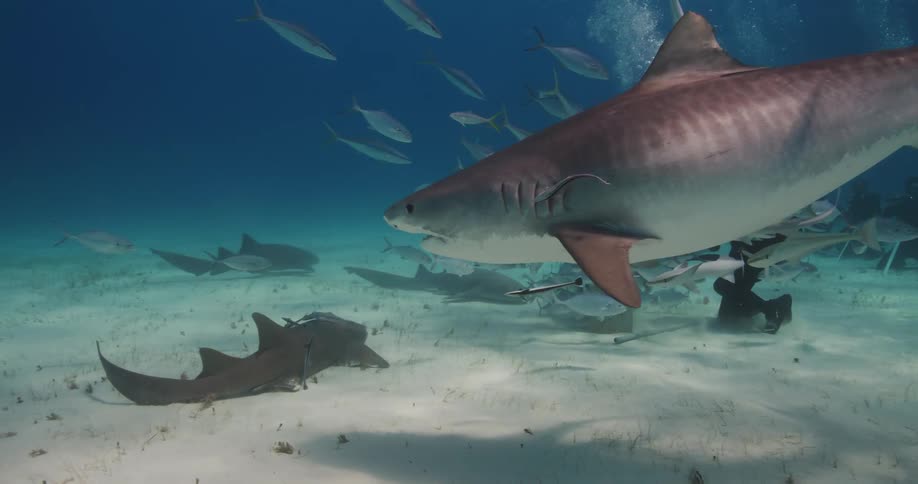 Sharks moving in the midst of divers under the sea