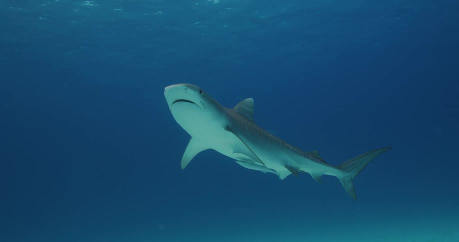 Shark swims through water between seafloor and surface