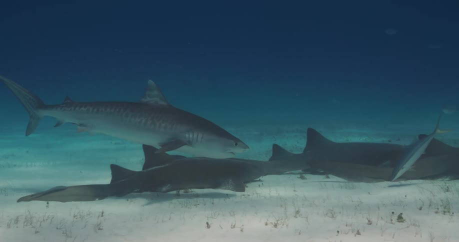 A shark swimming amongst many shark in the sea