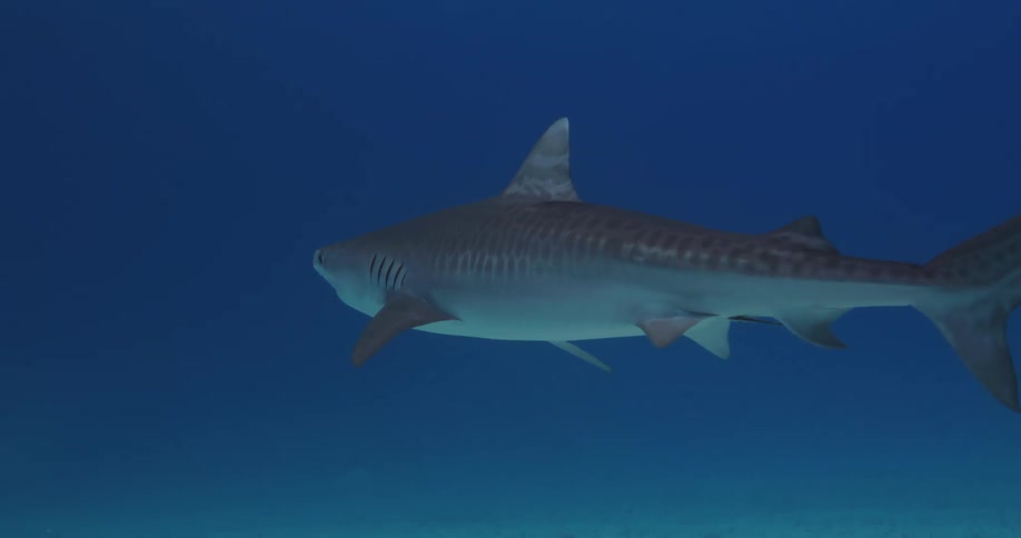Shark swims through water over sandy bottom