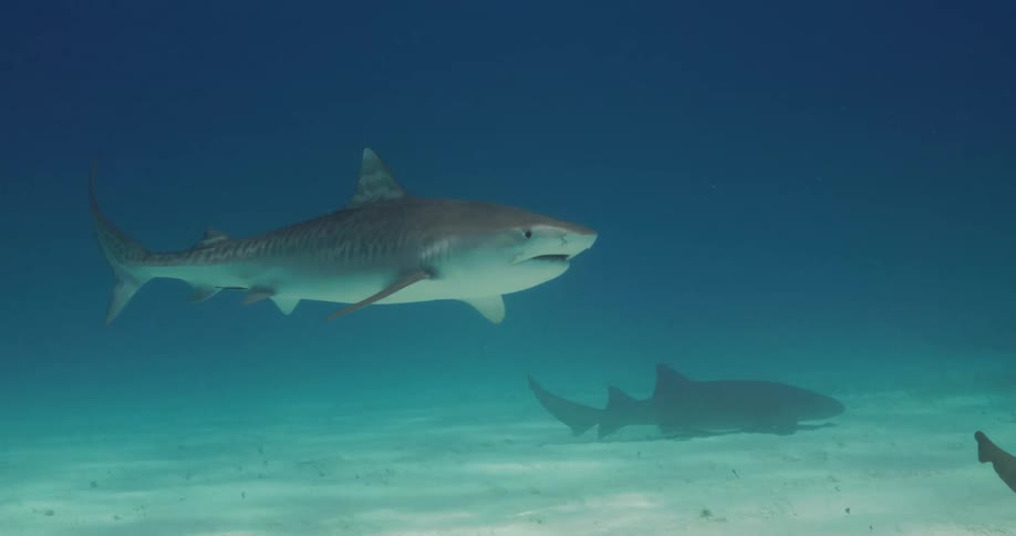 A shark moving in the midst of two sharks under the sea