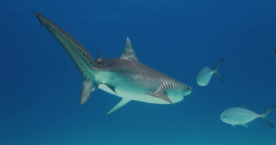 A shark swimming in the middle of the sea with other fish
