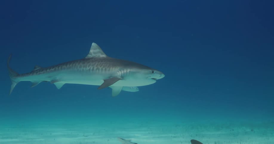 Sharks small and large fish swimming underwater near the sandy ocean floor