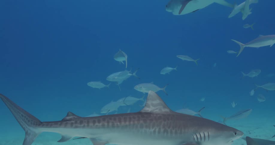 Sharks swim in a small school at the bottom of the ocean