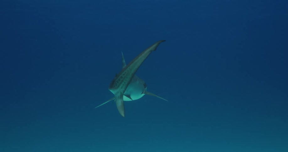 A tiger shark is swimming slowly at the bottom of the ocean