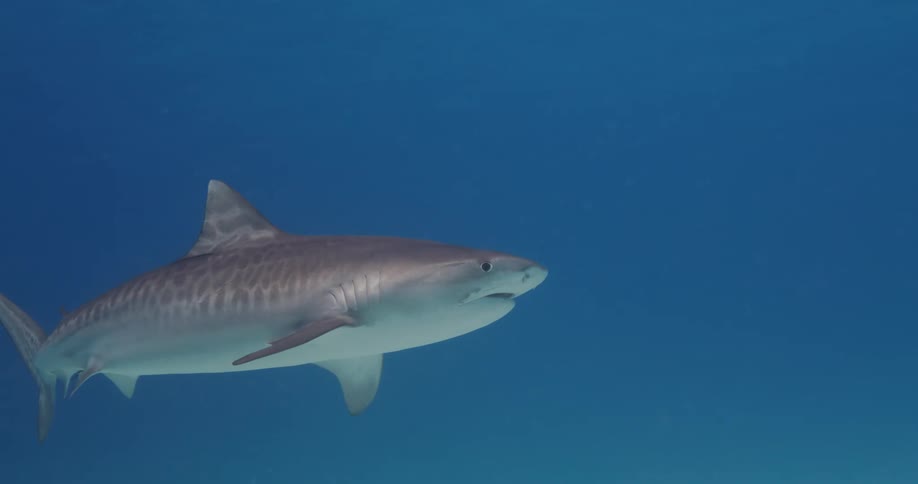 A shark swimming with fish changes direction in a blue sea near the sandy bottom
