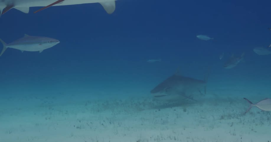 Shark and other fishes swim through murky water near the seafloor