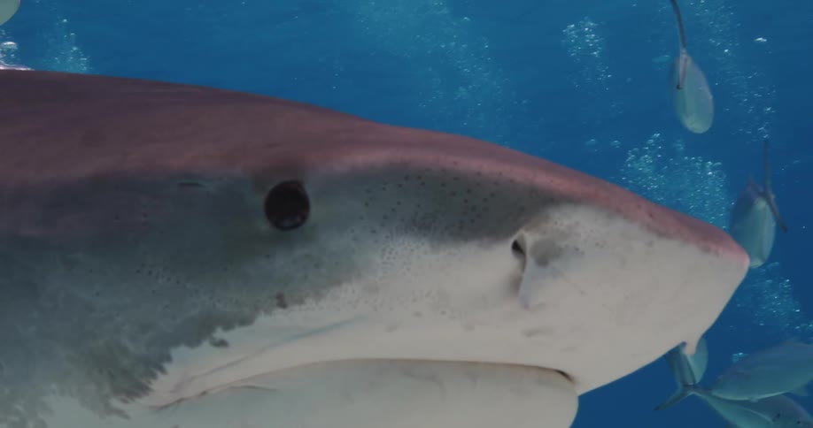 A diver with sharks and fish underwater in the sea